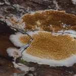 Champignons ressemblant a la merule