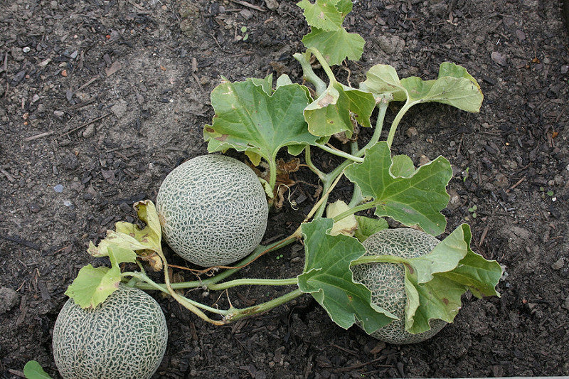 melon carnet du jardinier Photo credit Fluffymuppet via Visual Hunt CC BY NC