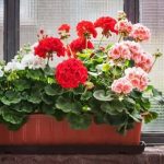 Combien de géraniums dans une jardinière de 50 cm ?